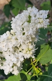 White_Cloud_20230426_DG_MLD
