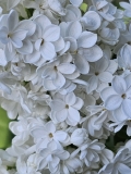 White_Cloud_20230426_DG_MLD_2