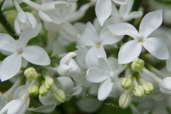 White Hyacinth (Clarke)