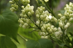 White_Hyacinth_1980_Minsk_BG_TP_1