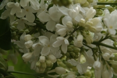 White_Hyacinth_1980_Minsk_BG_TP_2