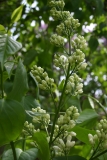 White_Hyacinth_1980_Minsk_BG_TP_3