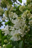 White_Hyacinth_1980_Minsk_BG_TP_4