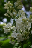White_Hyacinth_1980_Minsk_BG_TP_5