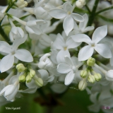 White_Hyacinth_Clarke_2019_LM_CF