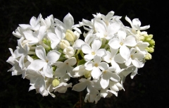 White_Hyacinth_Clarke_BP__MW