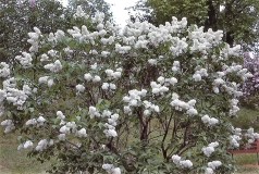 White_Hyacinth_Clarke_RBG_CH
