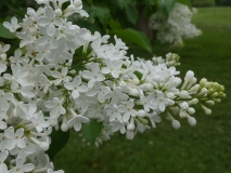 White_Lace_201906_RBG_MLD