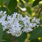White_Lace_2019_LM_CF