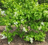 White_Lace_20210428_NYBG_MLD_1
