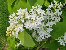 White_Lace_20210428_NYBG_MLD_2