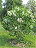 White_Lace_CH_1