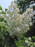 White_Lace_CH_2