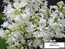 White_Lace_LNT