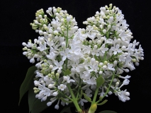 White_Lace_LNT_2