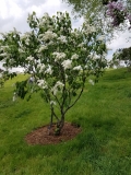 White_Long_Fellow_20170523_RBG_MLD_1