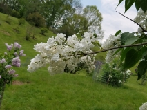 White_Long_Fellow_20170523_RBG_MLD_3