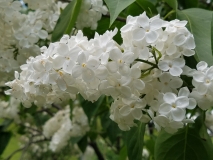 White_Long_Fellow_20170523_RBG_MLD_4