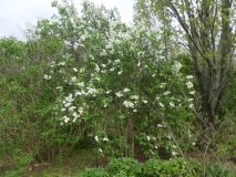 White_Long_Fellow_20180512_HA_MLD_1