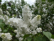 White_Long_Fellow_20180512_HA_MLD_3