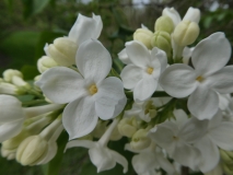White_Long_Fellow_20180512_HA_MLD_4