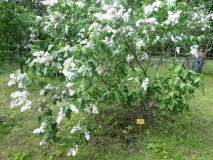 White_Long_Fellow_20180523_RAS_MLD_1