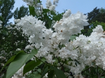 White_Long_Fellow_20180523_RAS_MLD_2
