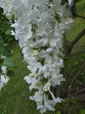 White_Long_Fellow_20180523_RAS_MLD_3