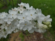 White_Long_Fellow_201906_RBG_MLD_2