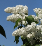 White_Long_Fellow_Main_BG_TP_1
