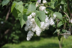 White_Long_Fellow_Main_BG_TP_10