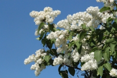 White_Long_Fellow_Main_BG_TP_2