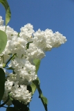 White_Long_Fellow_Main_BG_TP_3