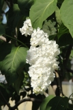 White_Long_Fellow_Main_BG_TP_4