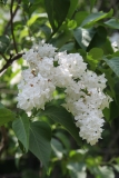 White_Long_Fellow_Main_BG_TP_5