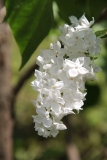 White_Long_Fellow_Main_BG_TP_6