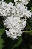 White_Long_Fellow_Main_BG_TP_7