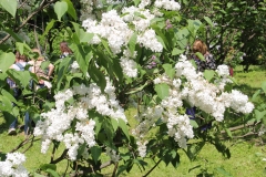 White_Long_Fellow_Main_BG_TP_8