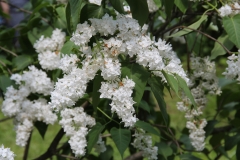 White_Long_Fellow_Main_BG_TP_9