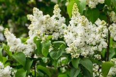 White Surprise