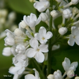White_Swan_2019_LM_CF