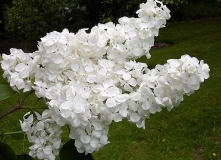 White_Swan_BP__MW