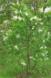 White_Swan_ZB_1