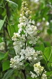 White_Swan_ZB_2