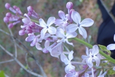 Wild_Fire_20150523_MF_BB