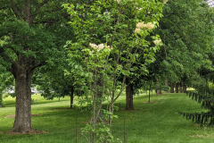 Willamette (Ivory Pillar)
