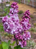 William_Robinson_20210427_BLBG_MLD