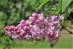 William_Robinson_ZB_1