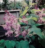 Windsong_2000_MF_anon