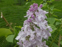 Windsong_201906_RBG_MLD_1